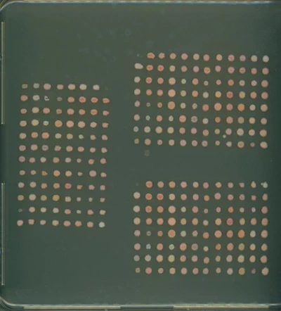 AUTOCROP featured image