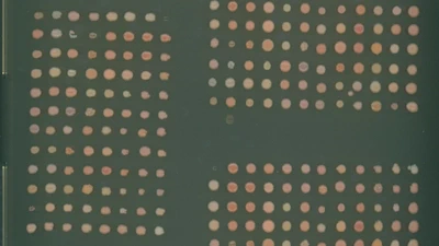 AUTOCROP featured image