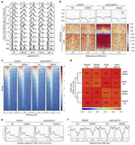 H3K4 methylation at active genes mitigates transcription-replication conflicts during replication stress