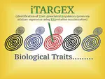 iTARGEX analysis of yeast deletome reveals novel regulators of transcriptional buffering in S phase and protein turnover