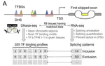 Predicting splicing patterns from the transcription factor binding sites in the promoter with deep learning