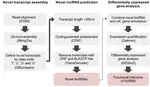 Identification and comparative analysis of long non-coding RNAs in the brain of fire ant queens in two different reproductive states